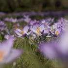 Botanischer Garten Flora / Köln