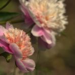 Botanischer Garten Frankfurt 01