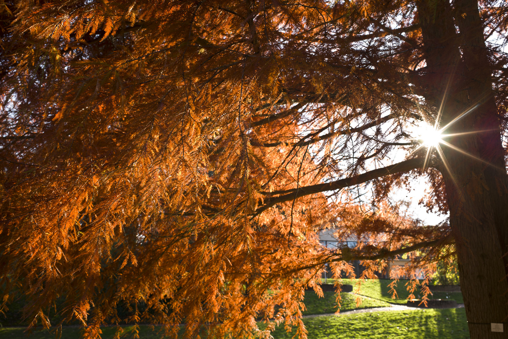 Botanischer Garten Freiburg L1005242