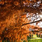 Botanischer Garten Freiburg L1005242