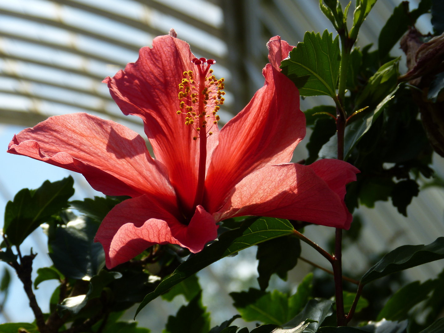 Botanischer Garten Göteborg 2016