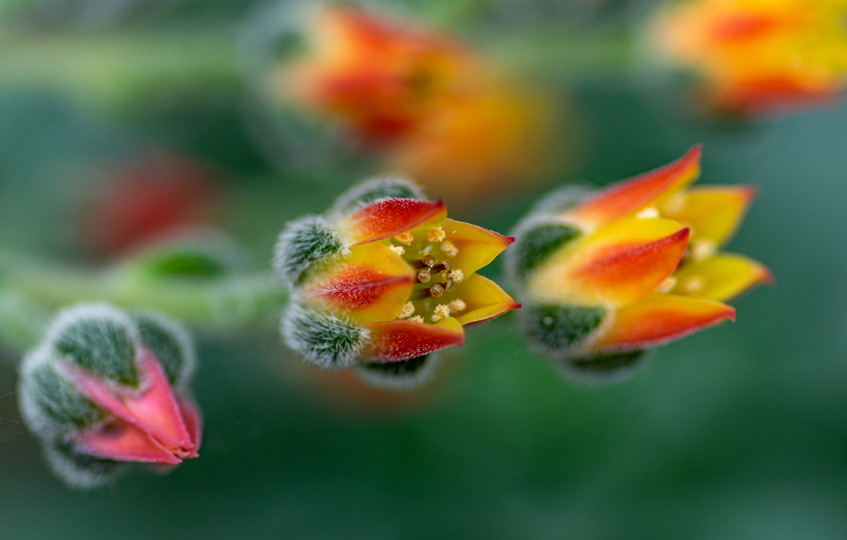 Botanischer Garten Grüningen