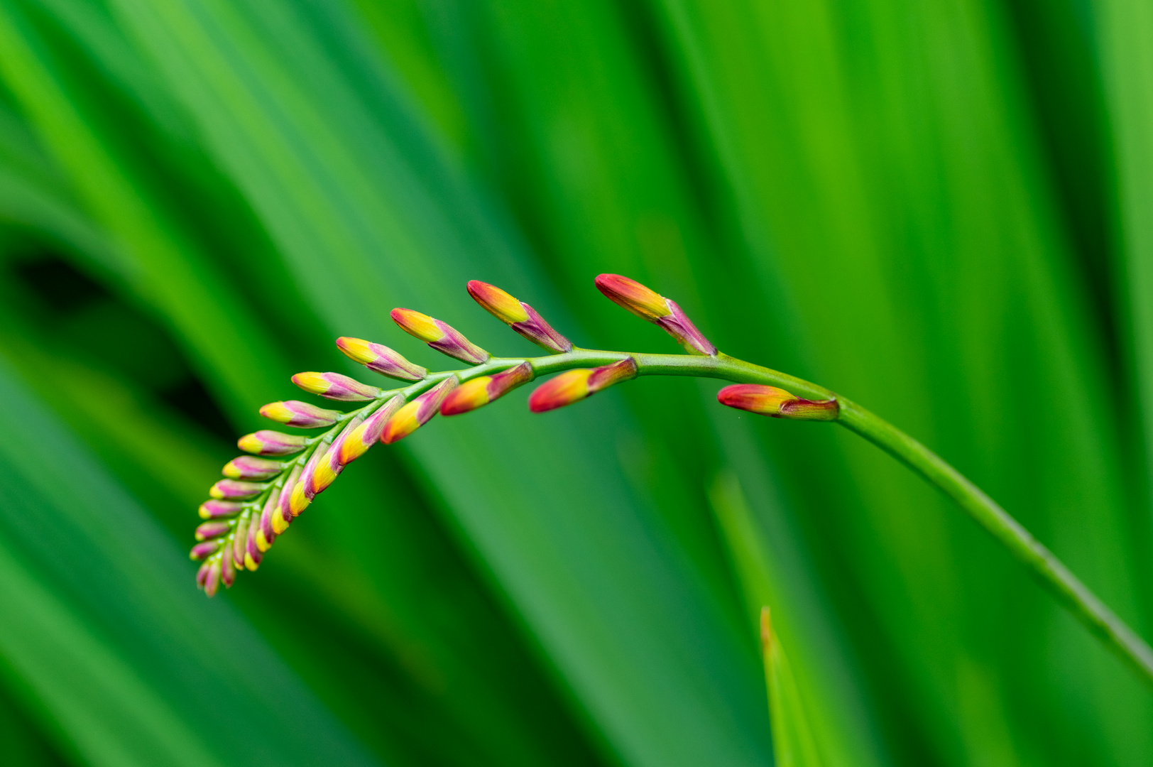 Botanischer Garten Grüningen