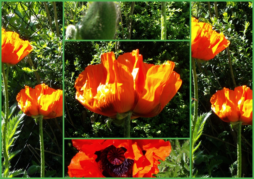 Botanischer Garten Hamburg 05