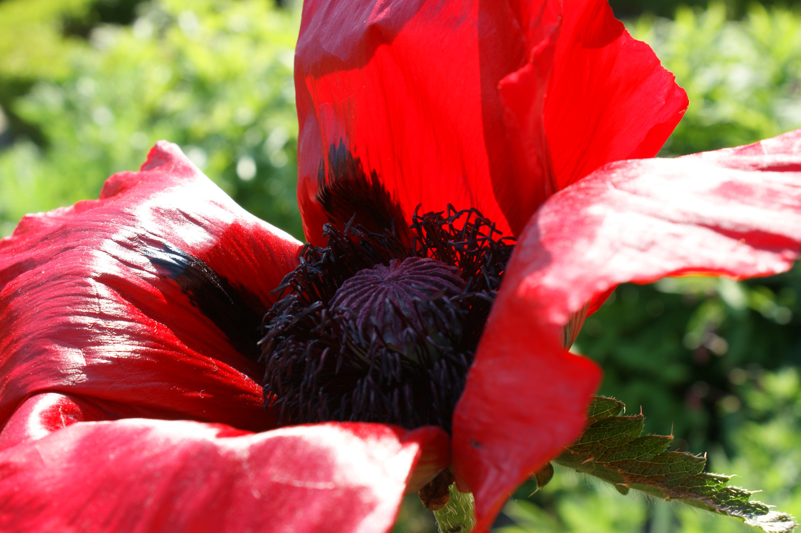 Botanischer Garten Hamburg 2009