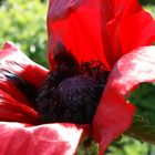 Botanischer Garten Hamburg 2009