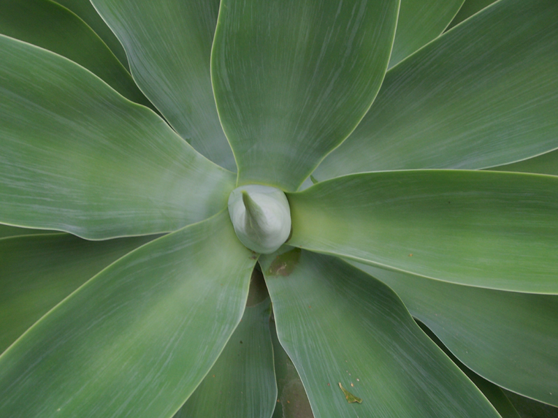 Botanischer Garten Hamburg