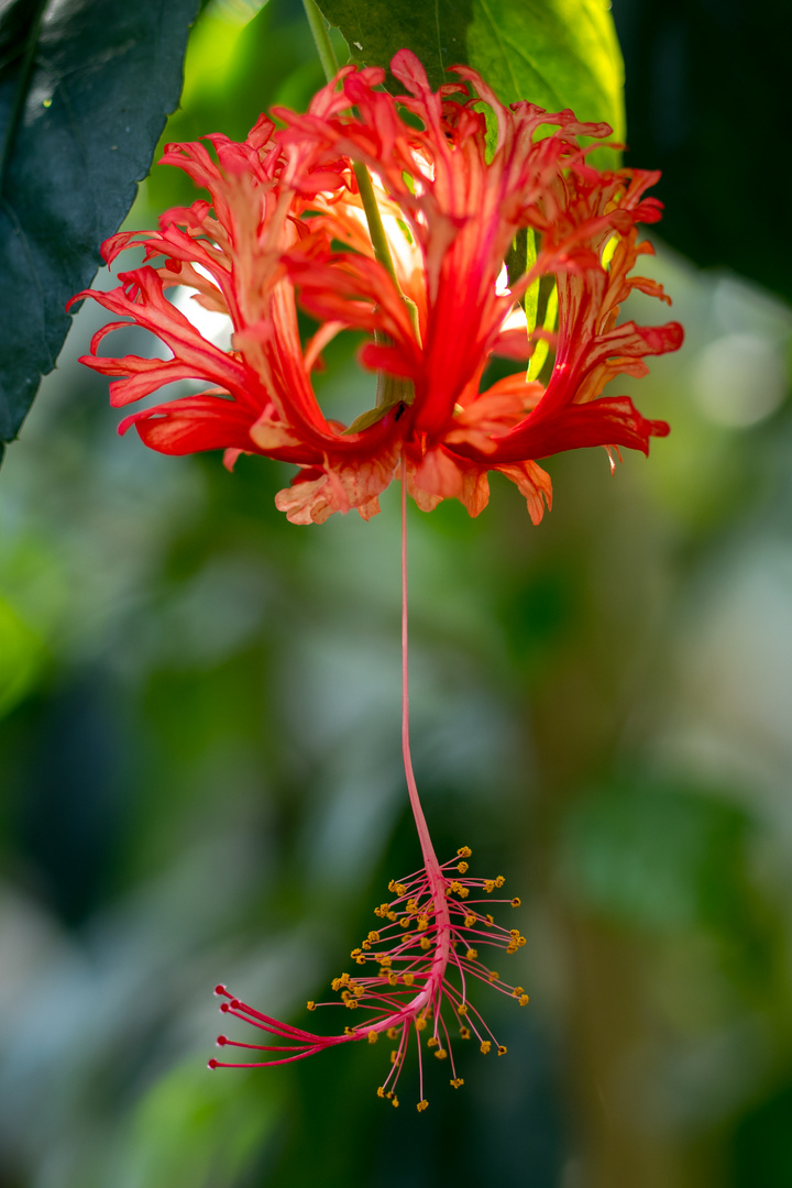 Botanischer Garten Hamburg Foto & Bild pflanzen, pilze