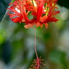 Botanischer Garten Hamburg