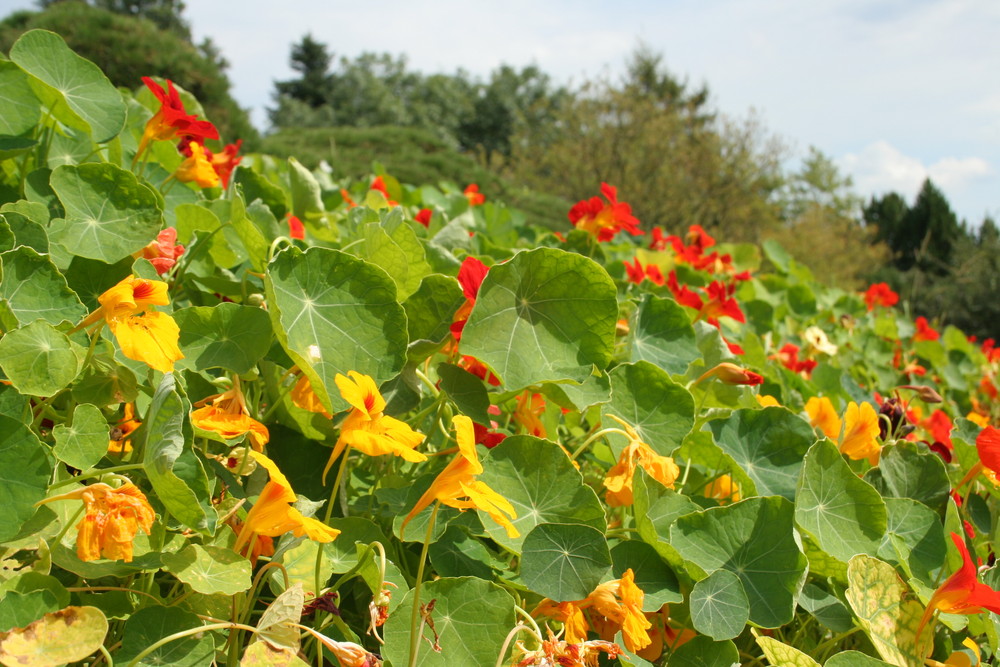 Botanischer Garten Hamburg, Klein Flottbeck -2-