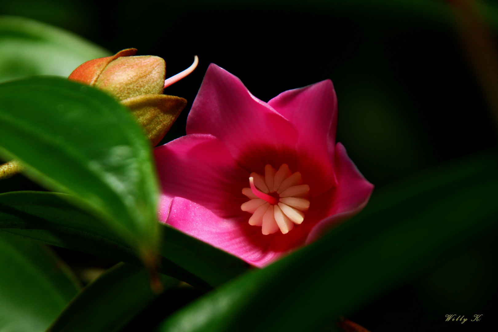 Botanischer Garten Heidelberg(3)