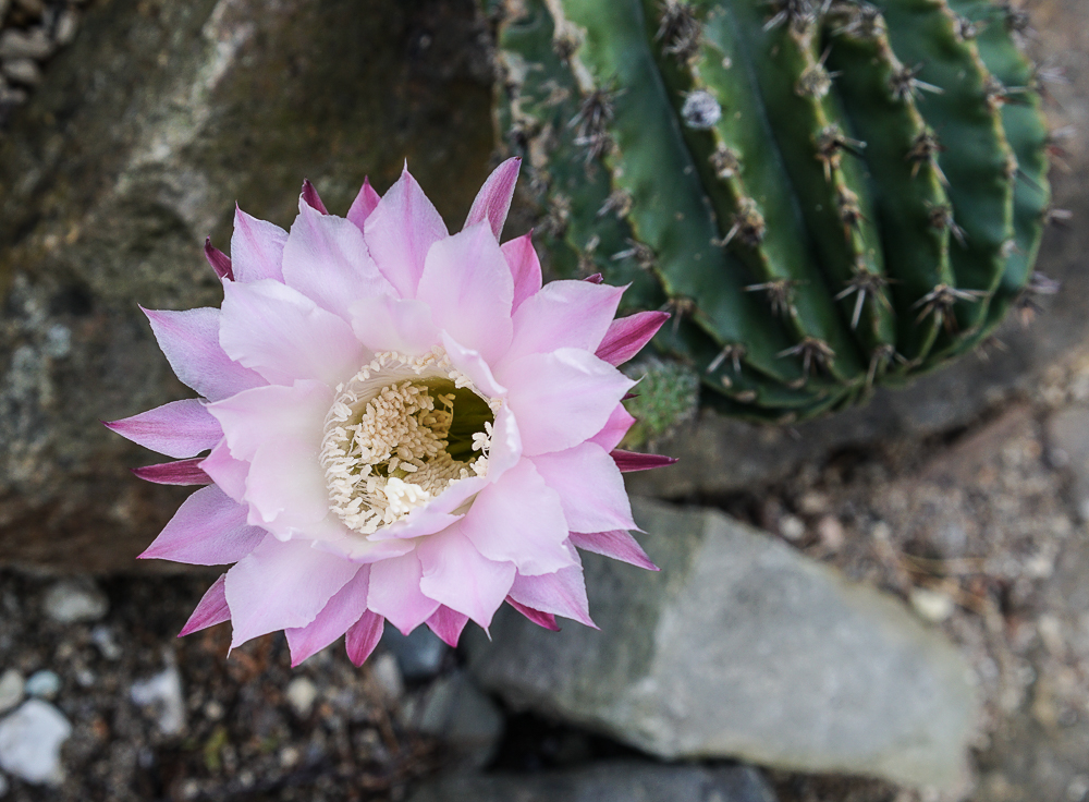 Botanischer Garten I