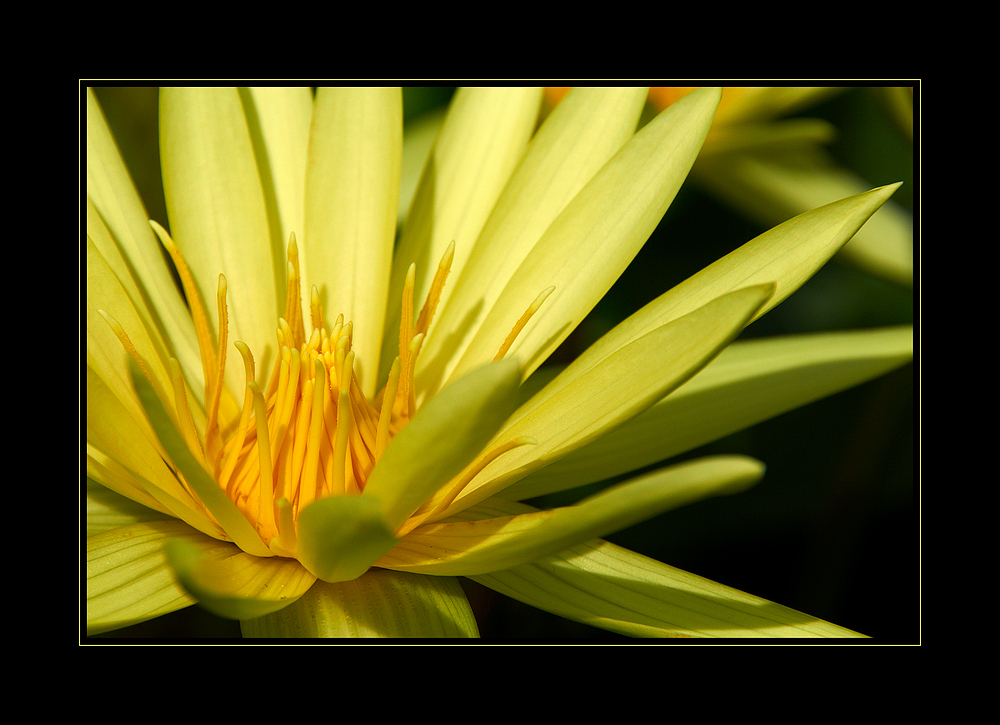 Botanischer Garten I