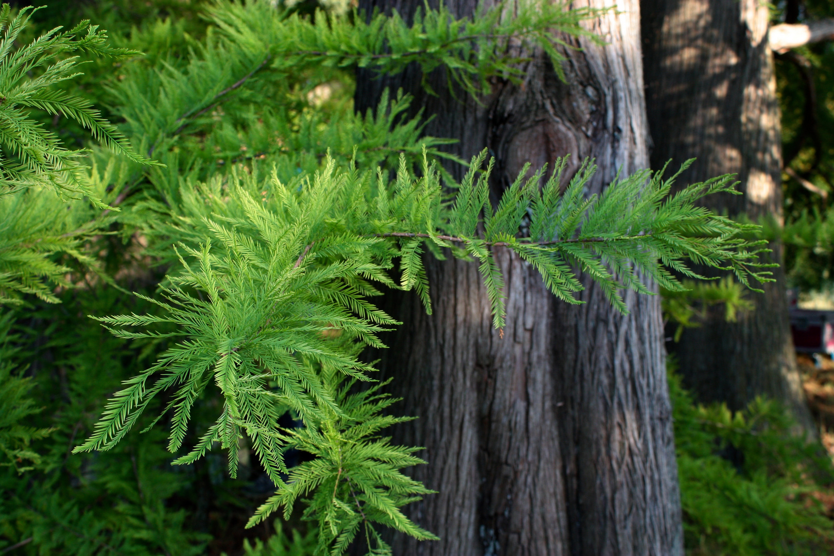 Botanischer Garten I