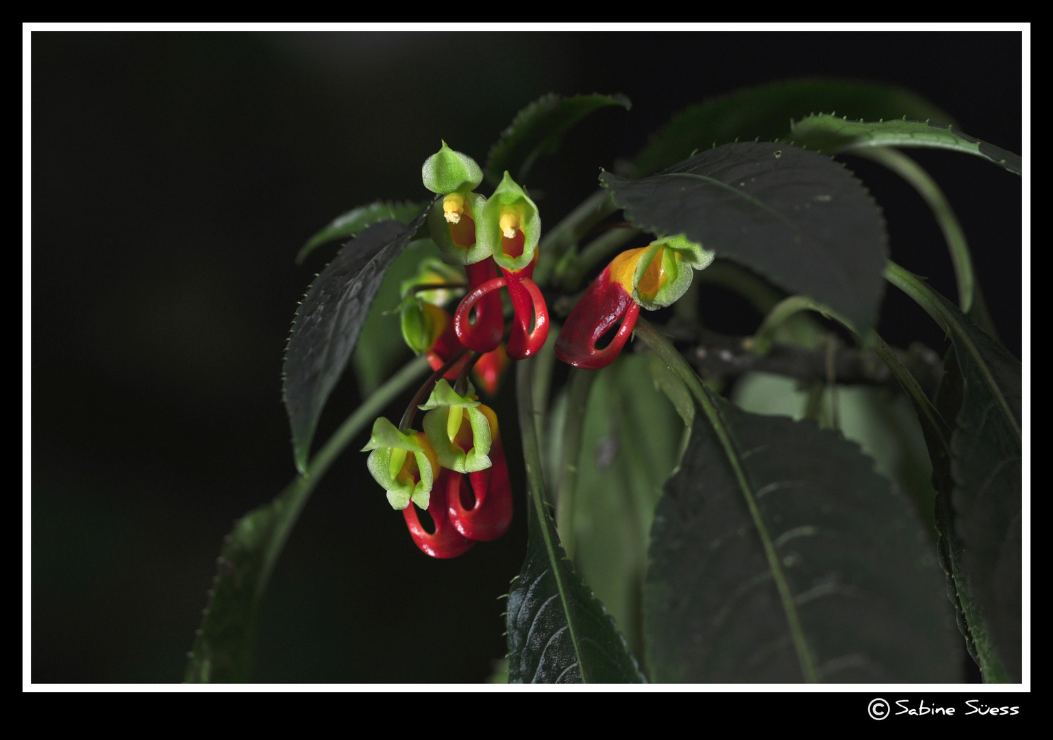 Botanischer Garten I