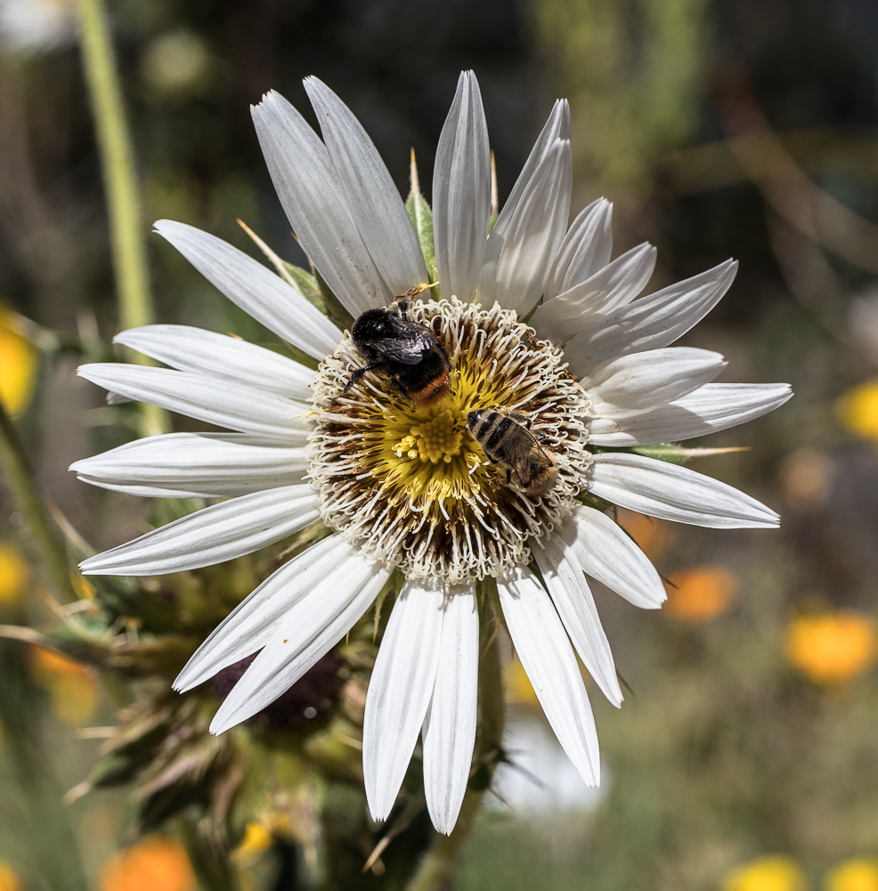 Botanischer Garten II