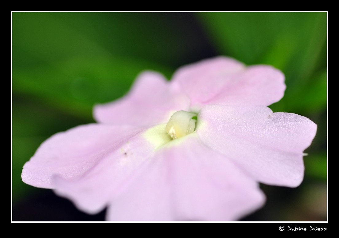 Botanischer Garten II