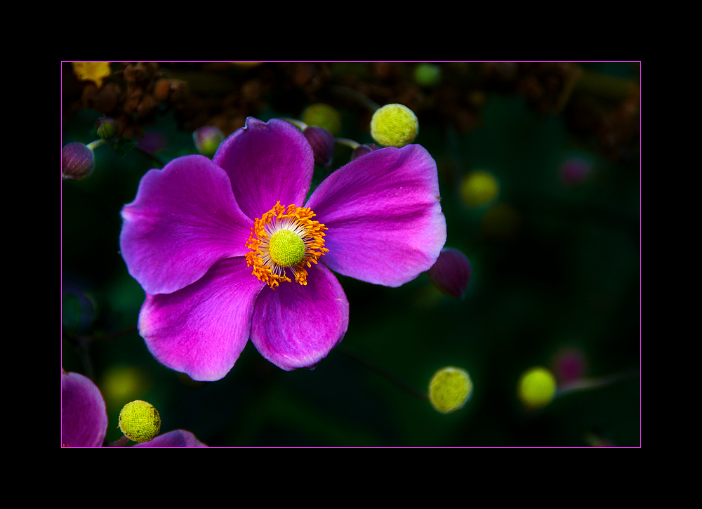 Botanischer Garten II