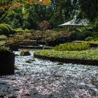 Botanischer Garten II