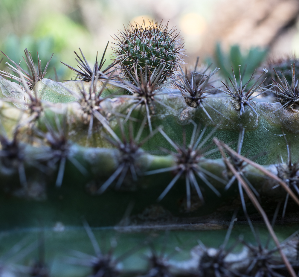 Botanischer Garten III