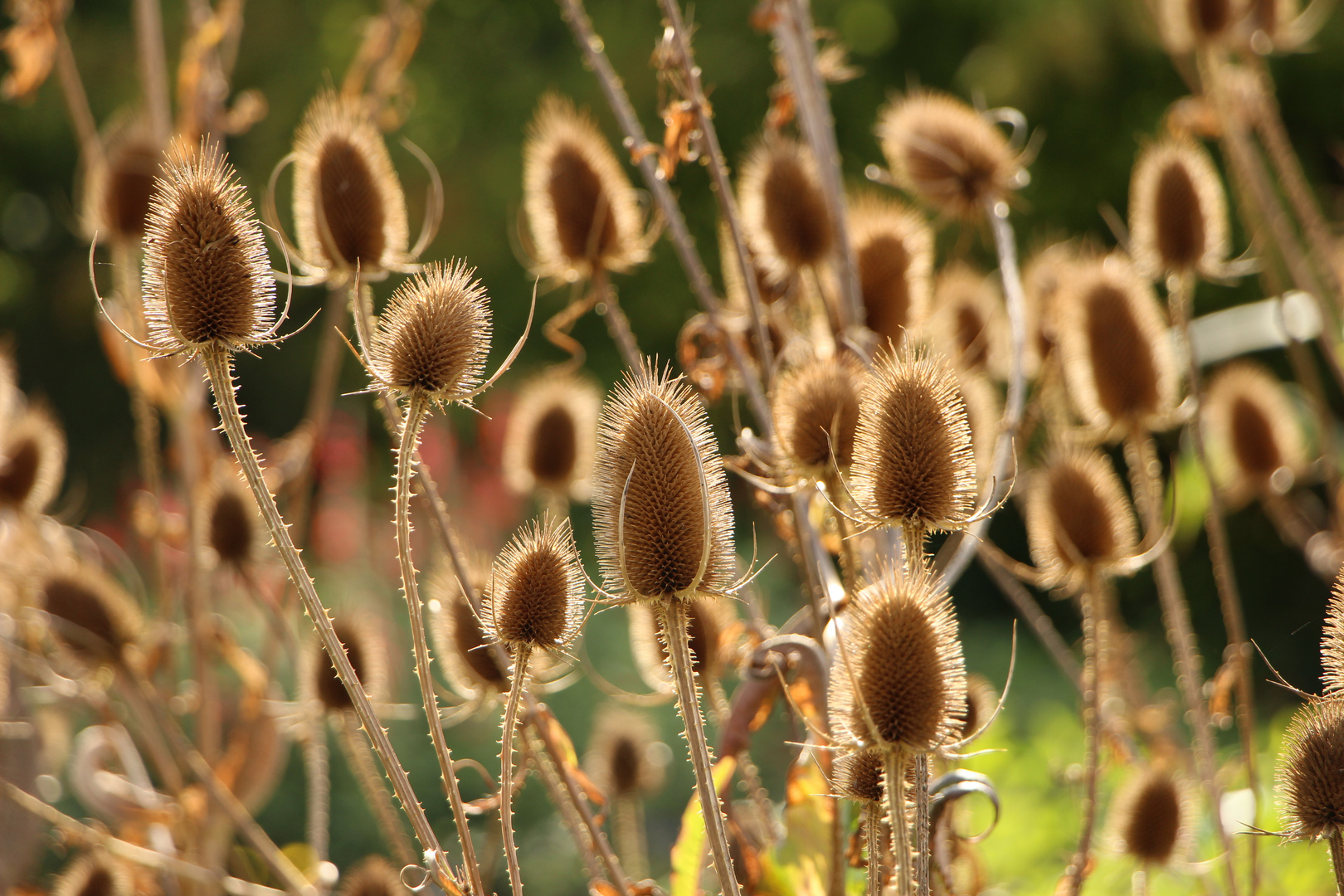 Botanischer Garten in Berlin