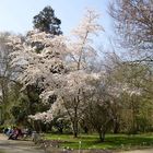 Botanischer Garten in Freiburg