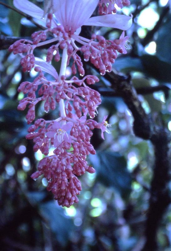 Botanischer Garten in Hawai'i 2