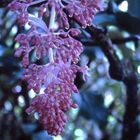 Botanischer Garten in Hawai'i 2