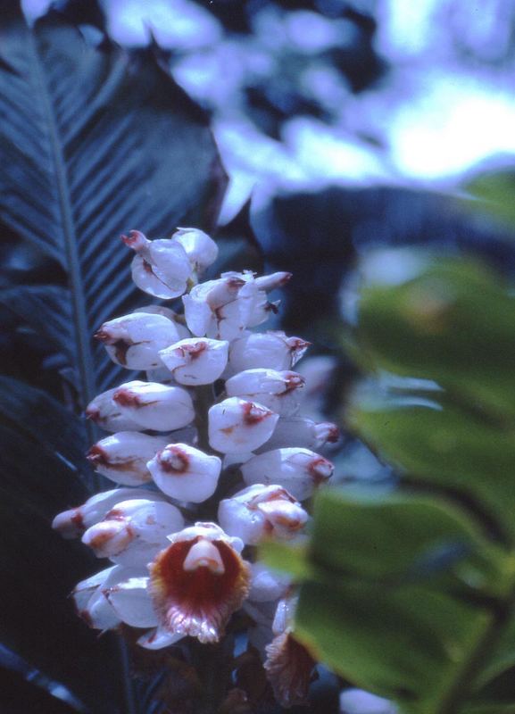 Botanischer Garten in Hawai'i von Nathalie Schon 