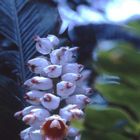 Botanischer Garten in Hawai'i