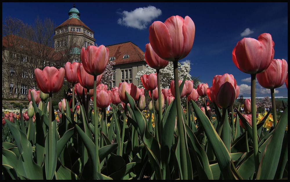 Botanischer Garten in München