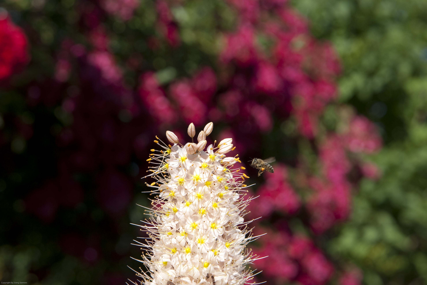 Botanischer Garten in München