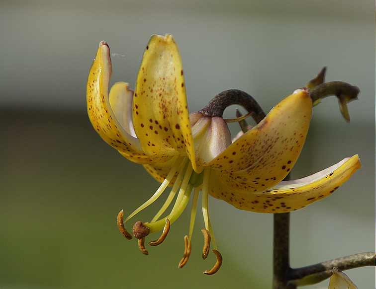 Botanischer Garten in München