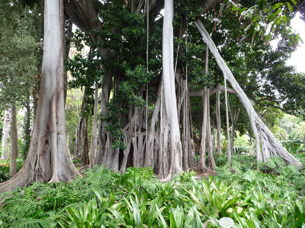 Botanischer Garten in Puerto de la Cruz Foto &amp; Bild