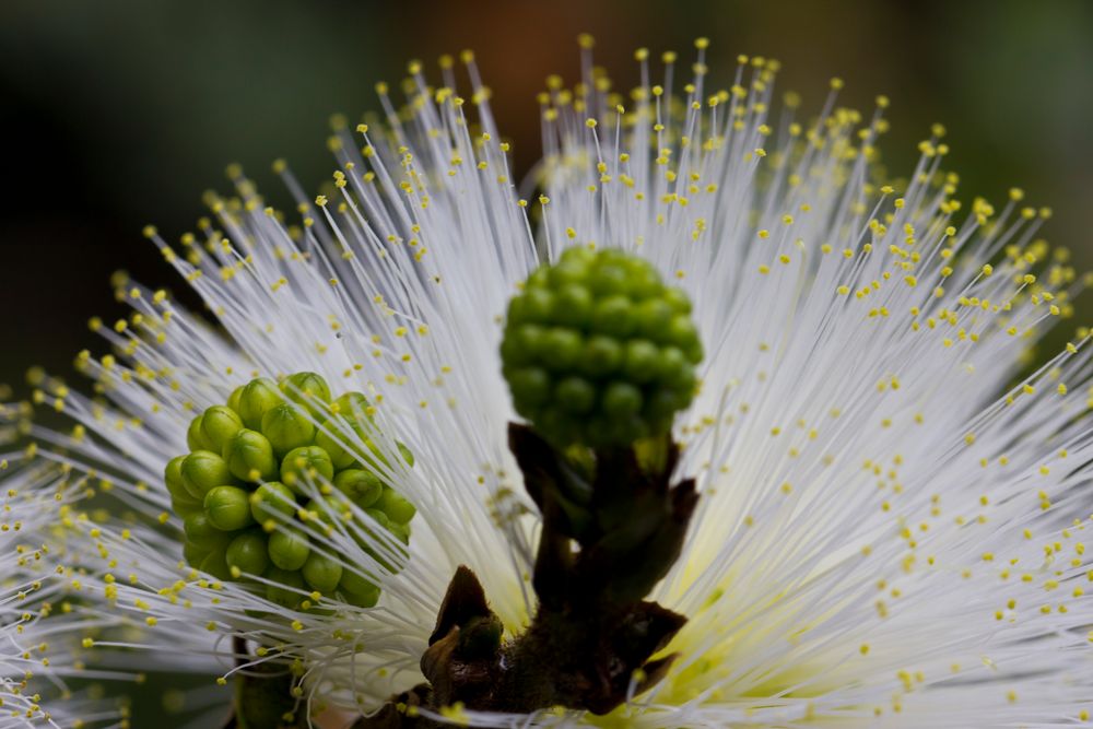 Botanischer Garten In Puerto De La Cruz Foto Bild Pflanzen