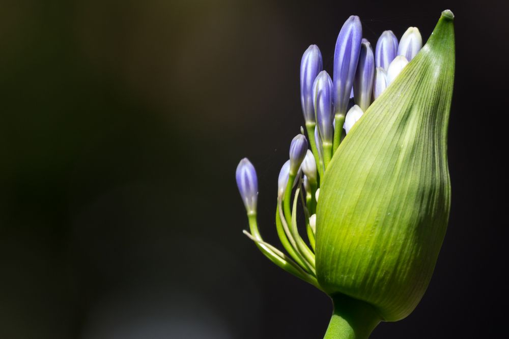 Botanischer Garten in Puerto de Santa Cruz I