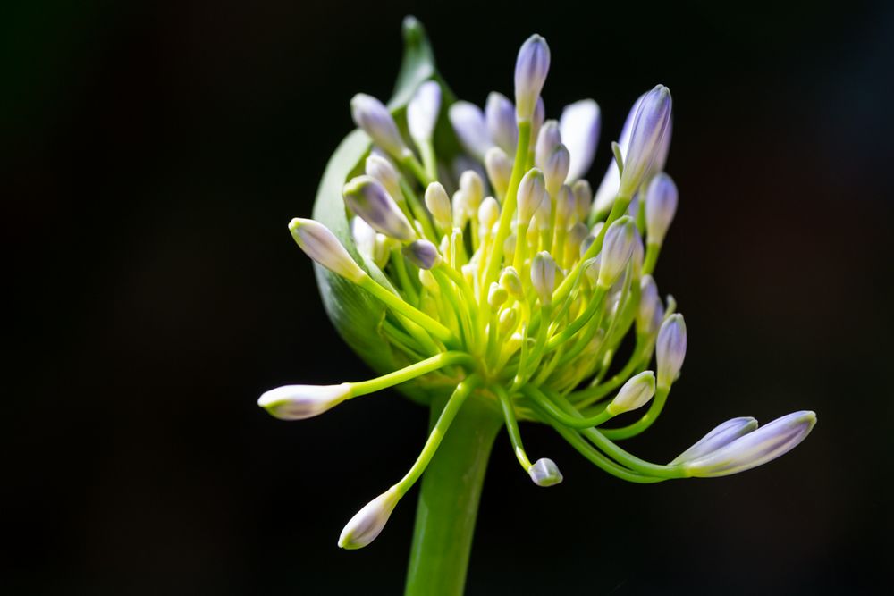 Botanischer Garten in Puerto de Santa Cruz II