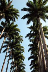 Botanischer Garten in Rio