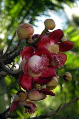 Botanischer Garten in Rio2