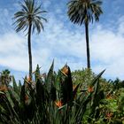 Botanischer Garten in Soller