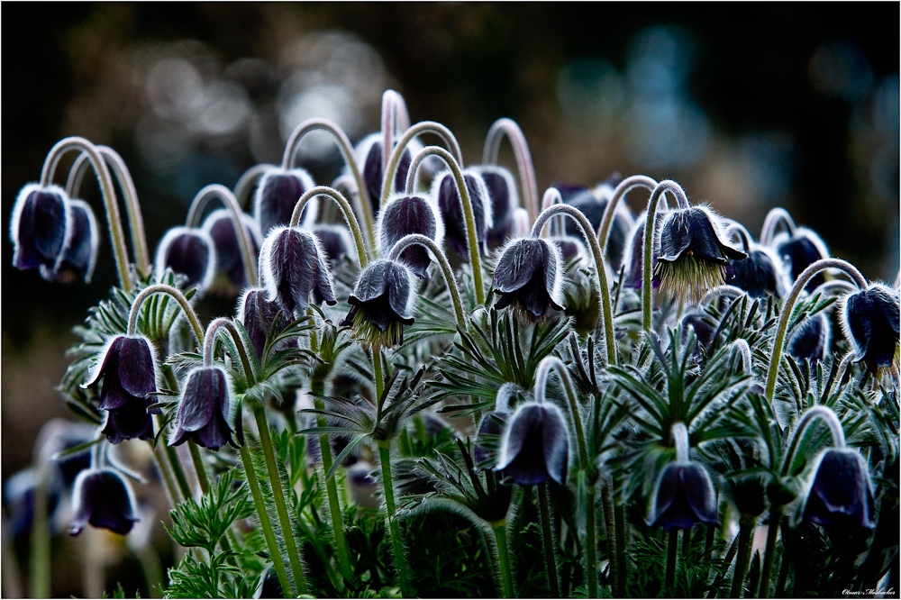 Botanischer Garten Innsbruck Foto Bild Pflanzen Pilze