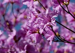 Botanischer Garten Innsbruck / 5