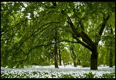 Botanischer Garten Innsbruck / Tirol