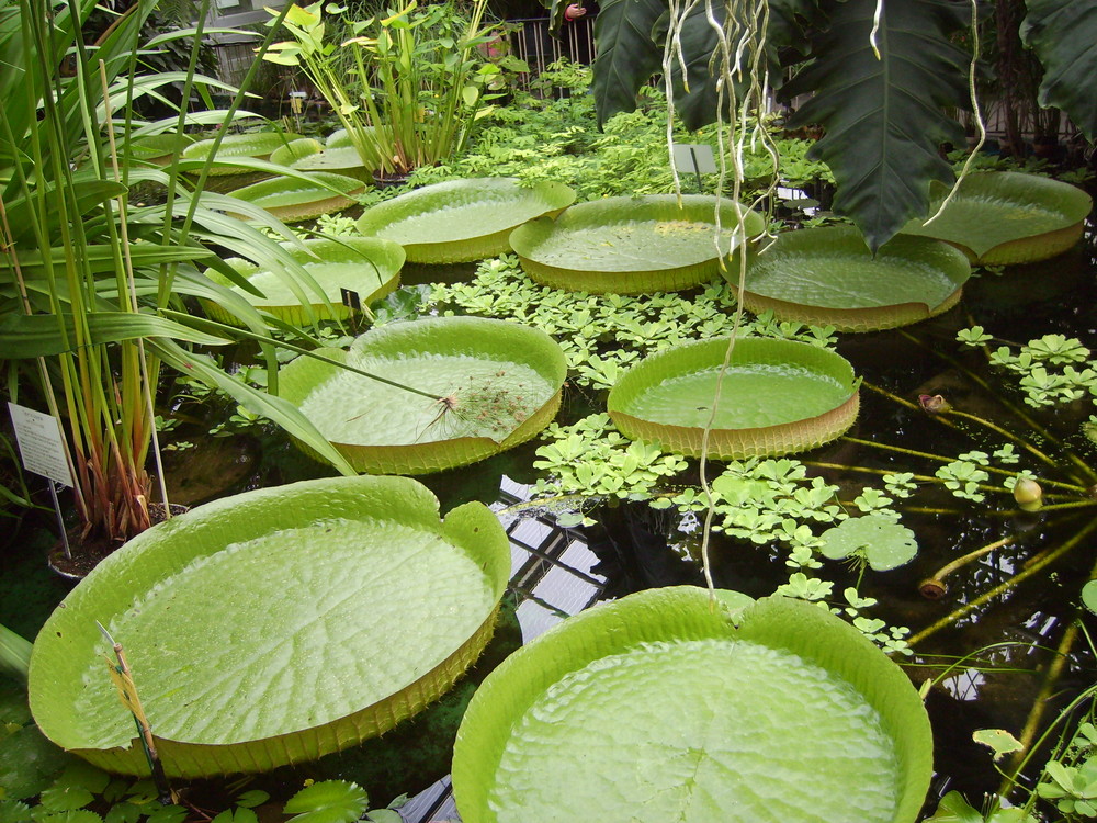 Botanischer Garten Jena Foto & Bild naturkreativ, natur