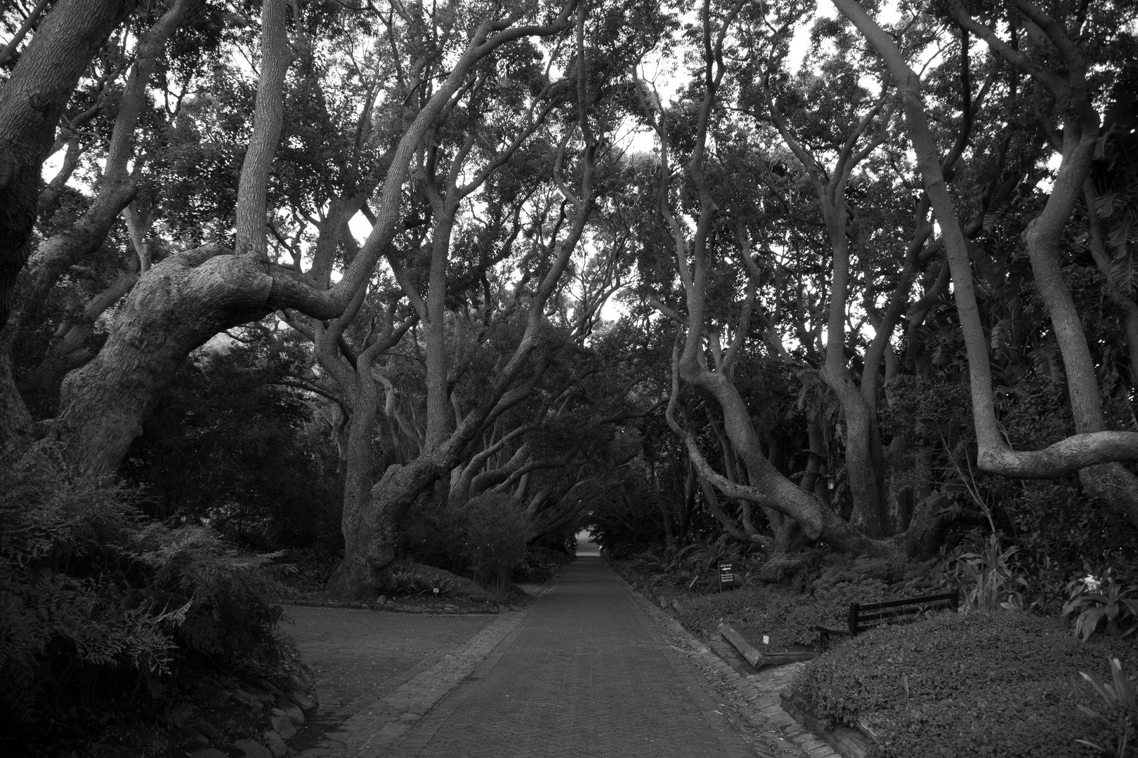 Botanischer Garten Kapstadt Kirstenbosch