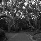 Botanischer Garten Kapstadt Kirstenbosch