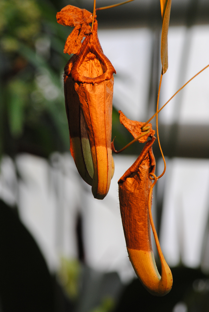 Botanischer Garten Karlsruhe