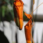 Botanischer Garten Karlsruhe