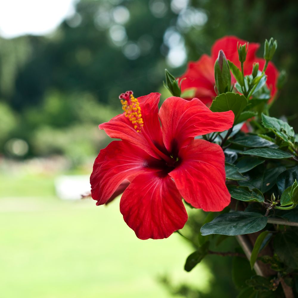 Botanischer Garten Karlsruhe