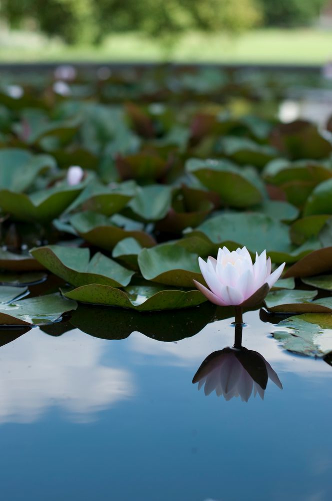 Botanischer Garten Karlsruhe III